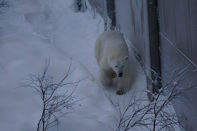 Ranua Arctic Zoo - A Guided Day Tour From Rovaniemi