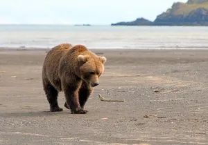 Alaska Bear-Viewing Day Trip from Homer