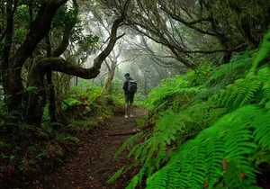 Tenerife Wonder Walk