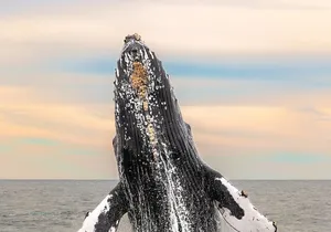 Whale Tour c/ Certified Guide, Photos & Hydrophone