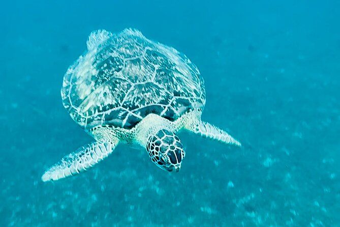 Martinique : Anse Coralienne & Tortues