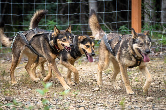 1 Hour Fall Sled Dog Experience in Two Rivers