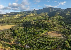 Kamananui Cacao Orchard Tour