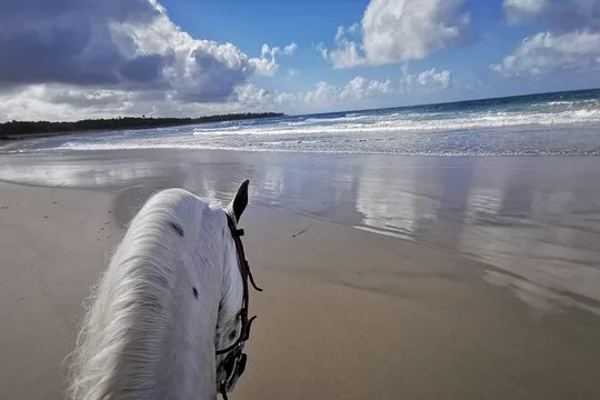 Horse Riding Experience through El Limon Beach