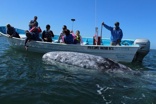Gray Whale-Watching 2-Day Experience in Magdalena Bay