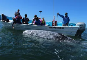 Gray Whale-Watching 2-Day Experience in Magdalena Bay