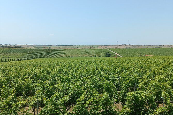Ktima Gerovassiliou Wine Tour & Museum – Thessaloniki”