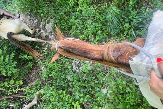 Blue Hole Mineral Swim, Negril Ricks Cafe, & Herb Farm Combo Tour