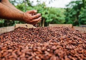 Kauai Chocolate Farm Tasting Tour