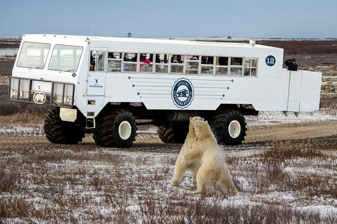 Classic Churchill Polar Bear Experience