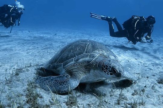 Scuba Experience in Tenerife with Guide