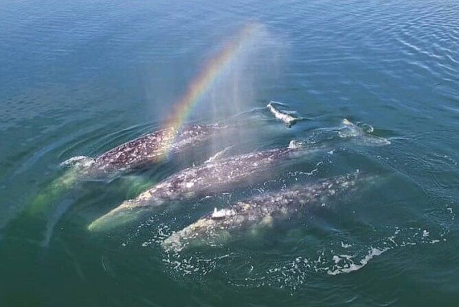 Cabo San Lucas Small-Group Whale Watching Tour: Hear the Whales