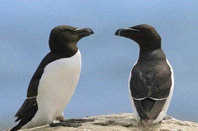 1000 Little Penguins Cruise