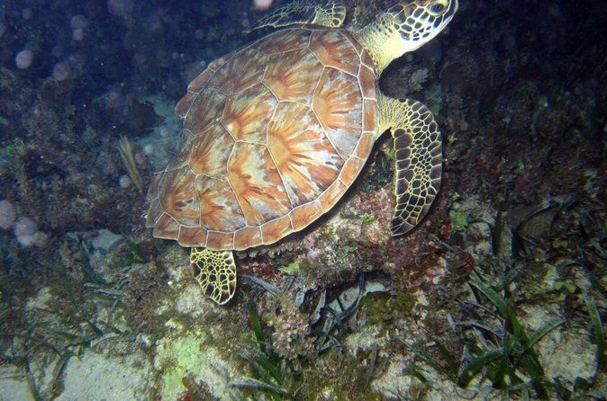 Discover Scuba Diving in Montego Bay-TWO Tank (First time Diving)