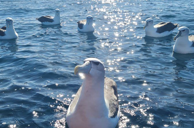 Harbour, Albatross and Wildlife Cruise on Otago Harbour