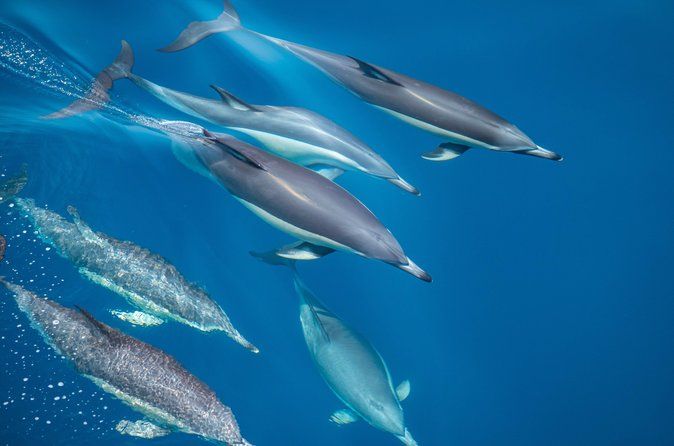 Wild Dolphin Encounter in Tauranga