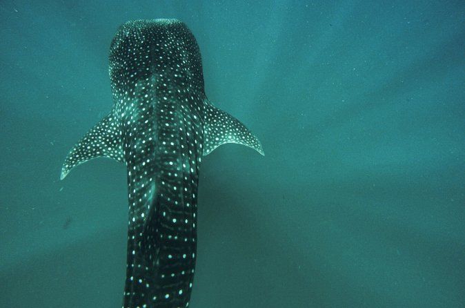Whale Shark & Sea Lion Snorkeling Picnic at Espiritu Santo Island