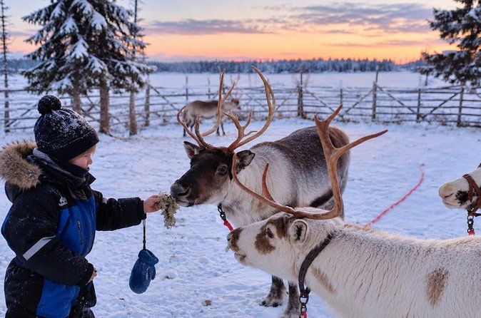 Levi Reindeer Safari - Long or Quick - with Sledge Ride