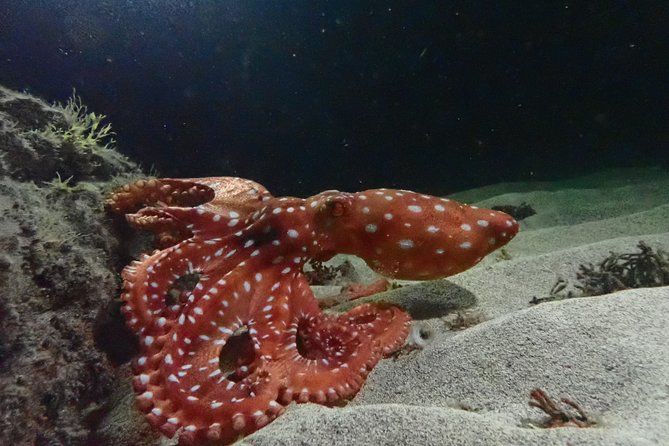 Night Snorkeling Tour