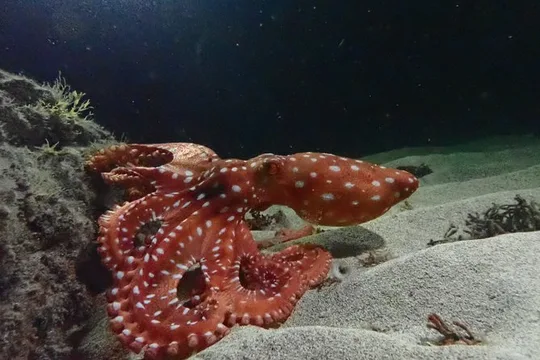 Night Snorkeling Tour