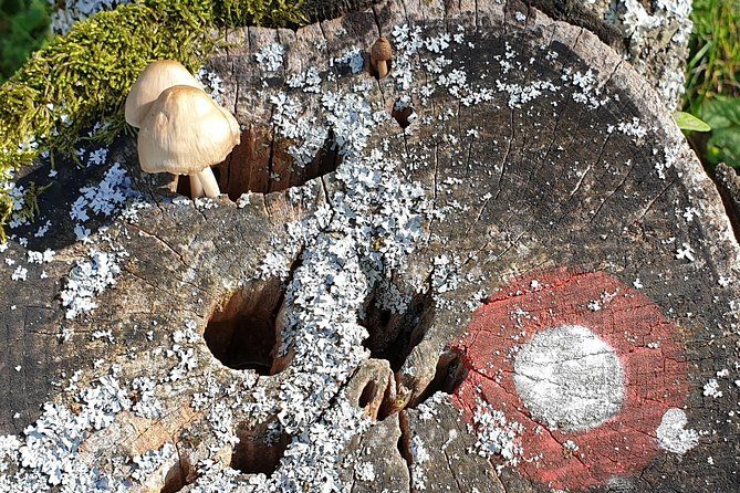 MUSHROOM FORAGING TOUR in sLOVEnia