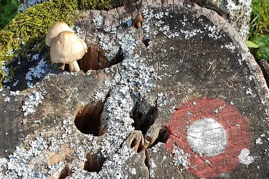 MUSHROOM FORAGING TOUR in sLOVEnia