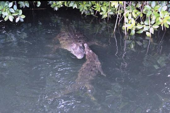Black River Safari and Appleton Rum Estate Private Tour