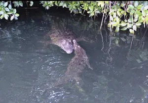 Black River Safari and Appleton Rum Estate Private Tour