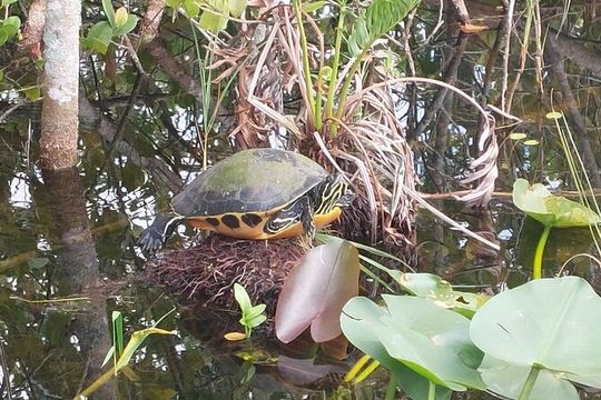 Visit to the Everglades in French