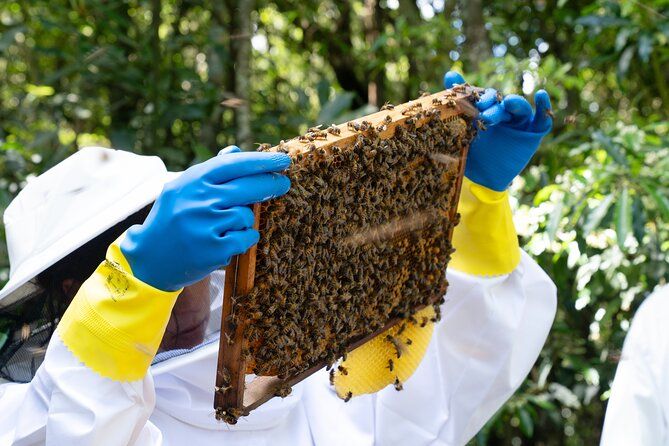 Magical World of Beekeeping – Bee Love Farm Experience