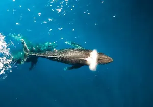 Private Whale Watching Tour of Oahu