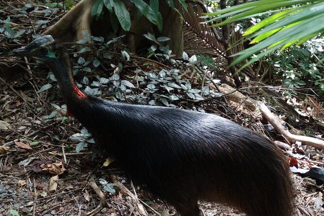 Small-Group Trekking Experience in Daintree National Park