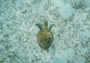 6 Hours Rose Island Tour with Snorkeling Experience and Lunch