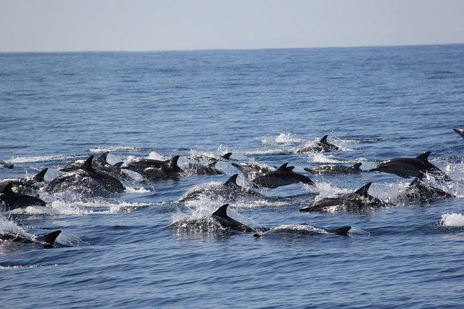 Wild Dolphin Encounter in Tauranga