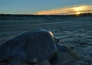 Turtle Night Patrol a Conservation Adventure in Los Cabos