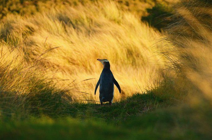 Visite au crépuscule de la faune et des pingouins