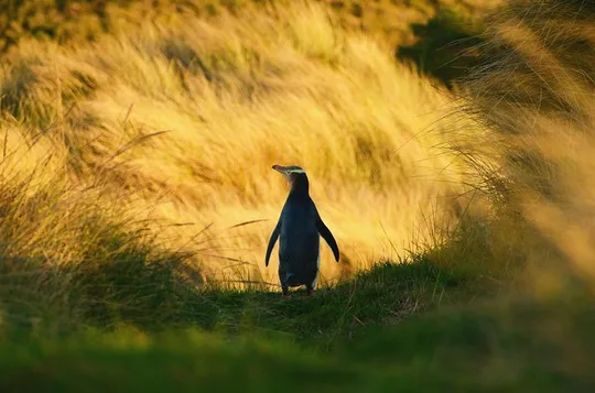 Visite au crépuscule de la faune et des pingouins