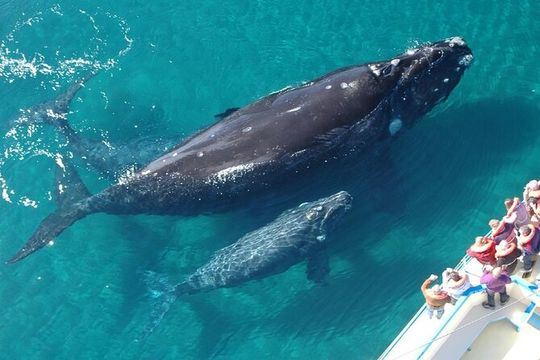 Whale Tour, Sail to Cabo San Lucas Arc + Food
