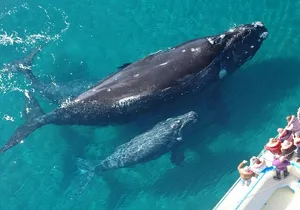 Whale Tour, Sail to Cabo San Lucas Arc + Food