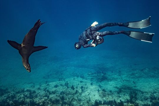 Ocean Seafari Swim with wildlife in SJC