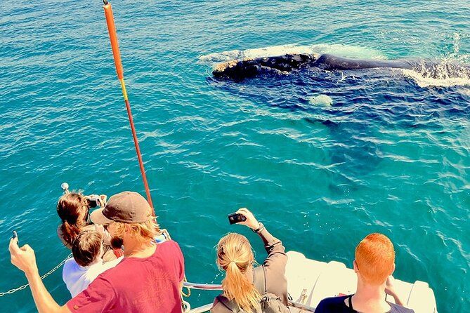 Whale Tour, Sail to Cabo San Lucas Arc + Food