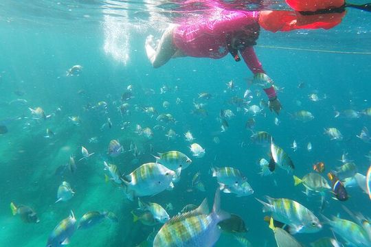 unforgettable snorkeling activity in The Sea of Cortes