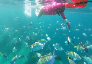 unforgettable snorkeling activity in The Sea of Cortes