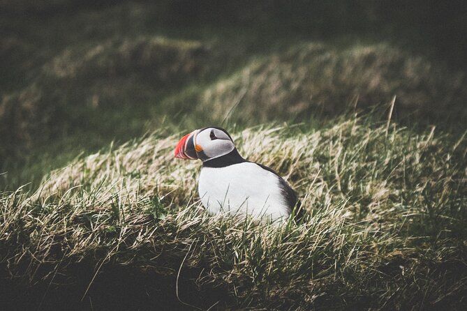 Private Volcanic Westman Islands Day Tour