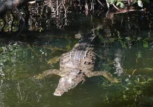 Black river safari and Appleton estate tour