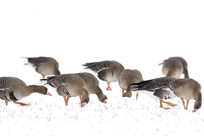 Winter Birding Day Trip to Dobrudja from Tulcea