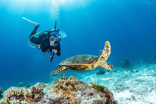 Shore Dive with Sea Turtles @ Koloa Landing for Certified Divers