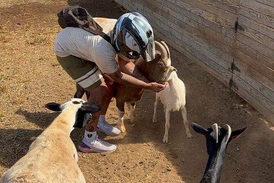 Mini ATVs and Farm Animal Experience
