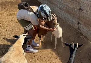 Mini ATVs and Farm Animal Experience