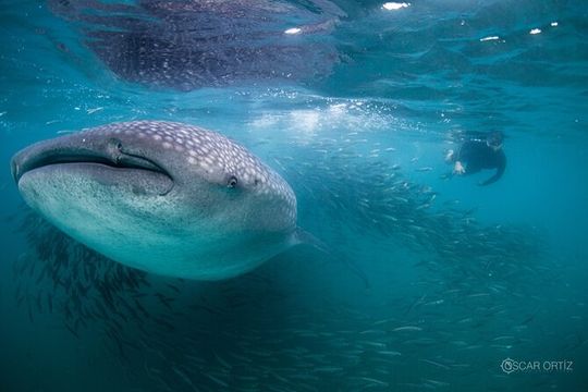 Snorkel with whale sharks includes equipment & transportation